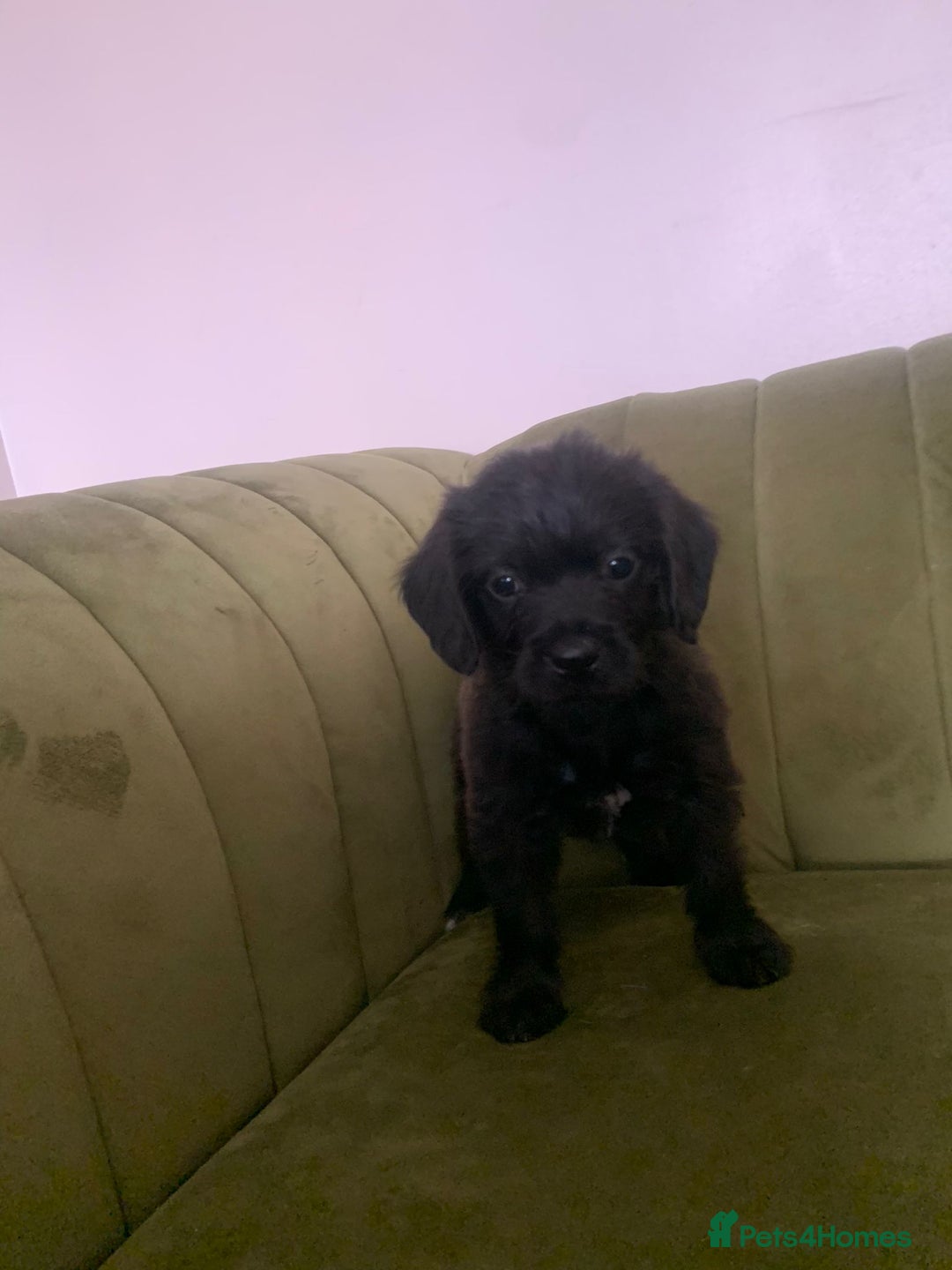 Mixed Breed dogs for sale: Gorgeous Black Poogledoodles Kid-Friendly Beauties - Image 4