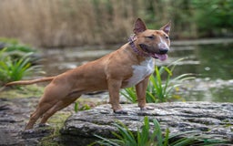 English Bull Terrier dogs for sale: Exceptional english bull terrier puppies  - Image 7