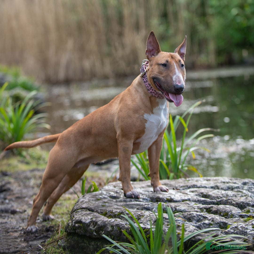 English Bull Terrier dogs for sale: Exceptional english bull terrier puppies  - Image 7