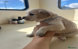 Golden Retriever dogs for sale: Gorgeous golden retriever puppies for sale - Image 10