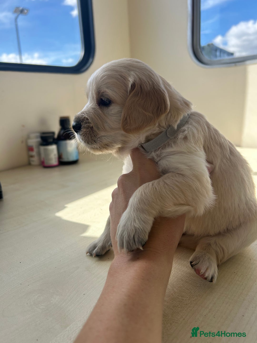 Golden Retriever dogs for sale: Gorgeous golden retriever puppies for sale - Image 10
