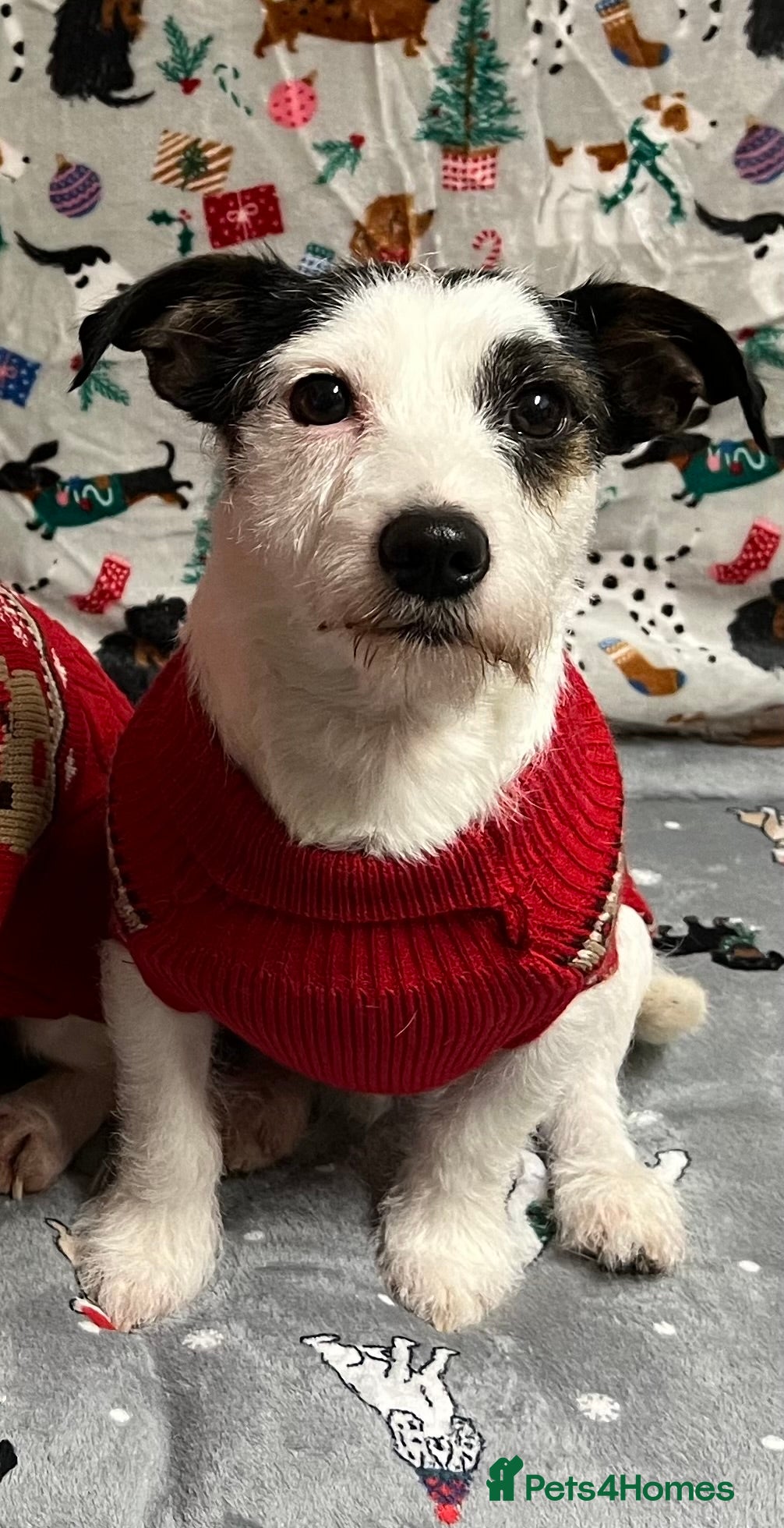 Jack Russell dogs Jack russel for stud - Advert 1