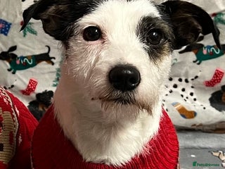 Jack Russell dogs Jack russel for stud - Advert 1