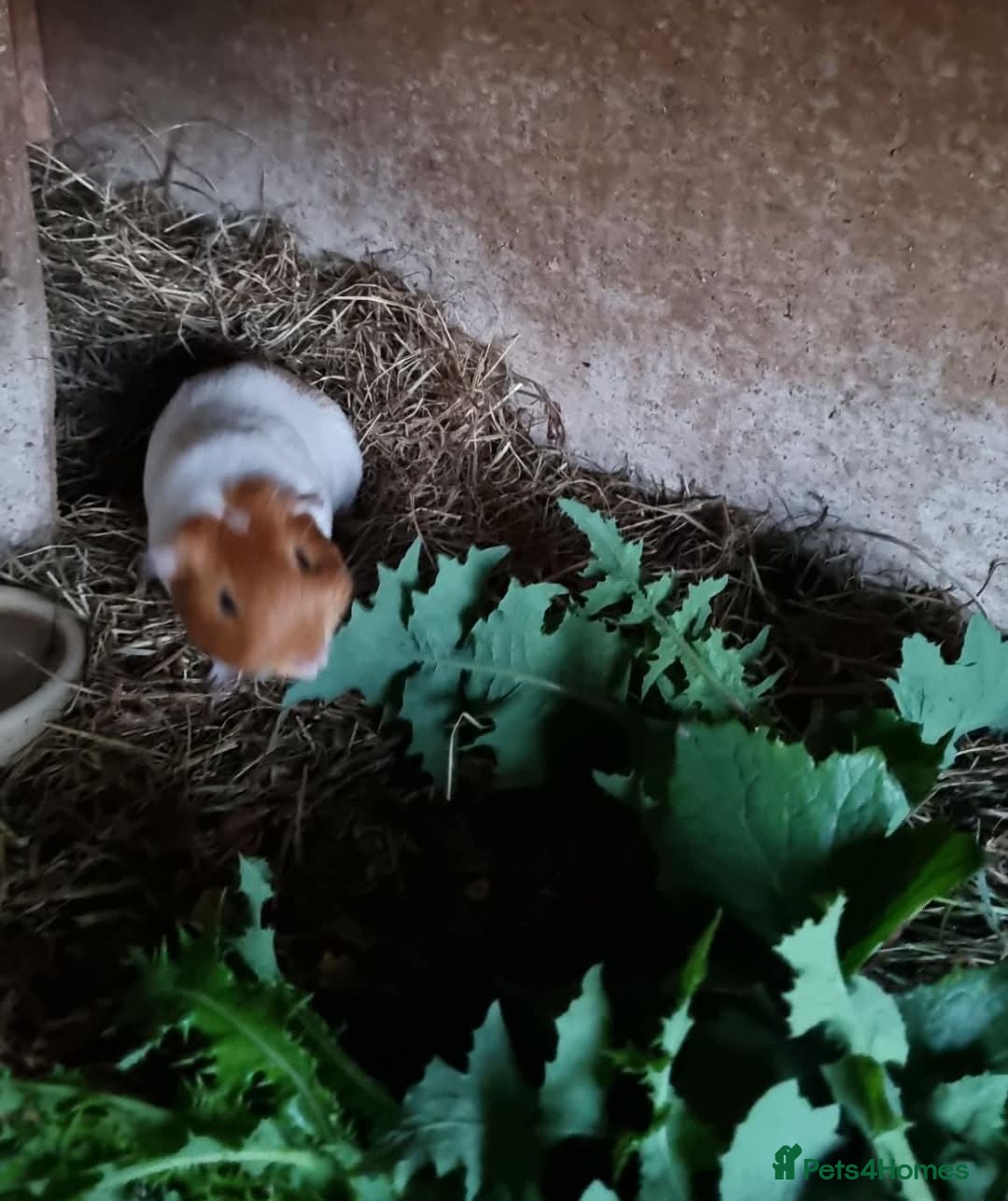 Guinea Pig rodents Young male guineapig  - Advert 1
