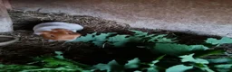 Guinea Pig rodents for sale: Young male guineapig  - Advert 1