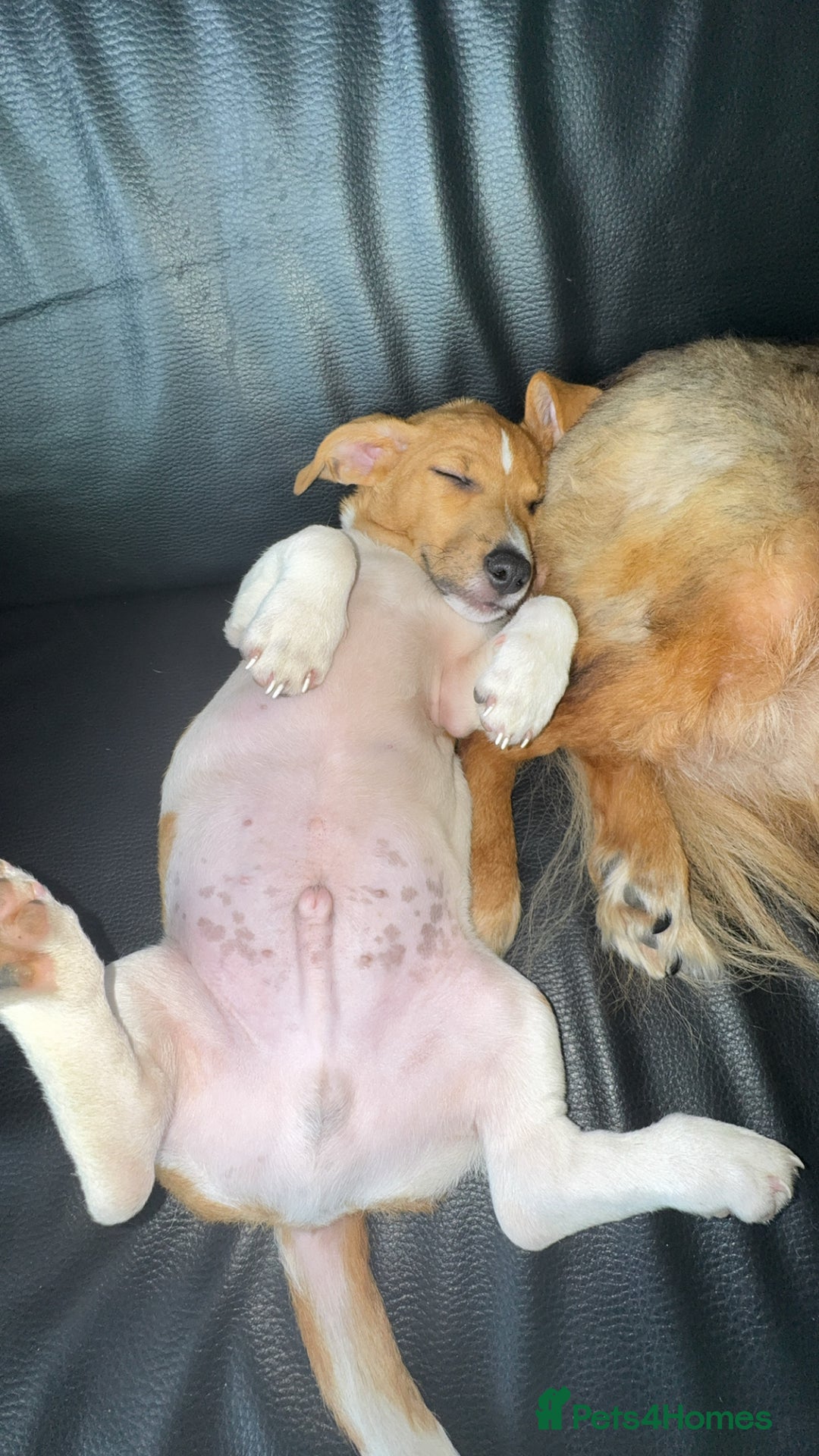 Jack Russell dogs for sale: Adorable Male Jack Russell Puppy  🐾 - Image 2