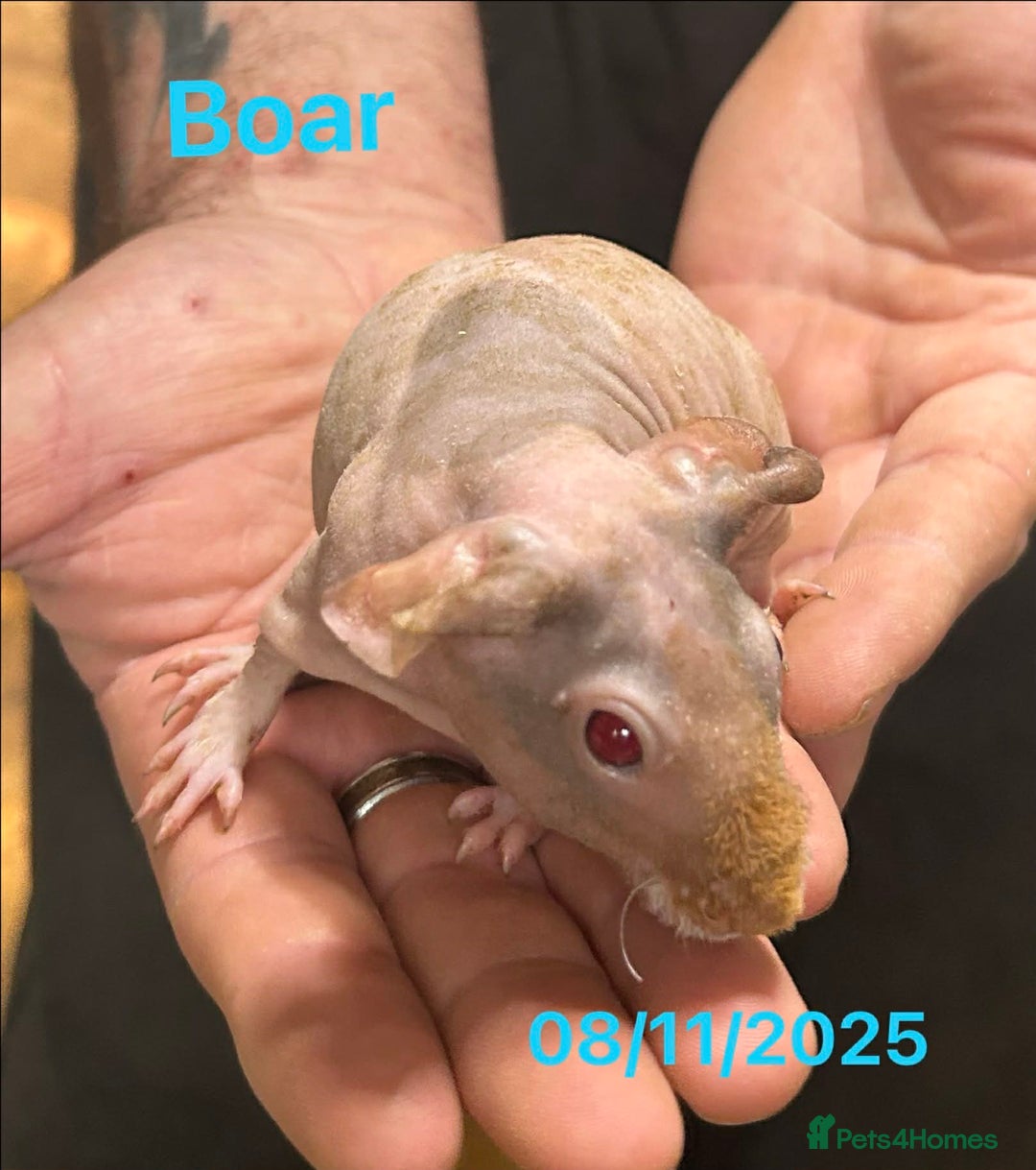 Guinea Pig rodents for sale: Skinny Pig/Werewolf Boars. Reserve Now.  - Advert 1