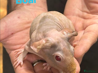 Guinea Pig rodents Skinny Pig/Werewolf Boars. Reserve Now. - Advert 6