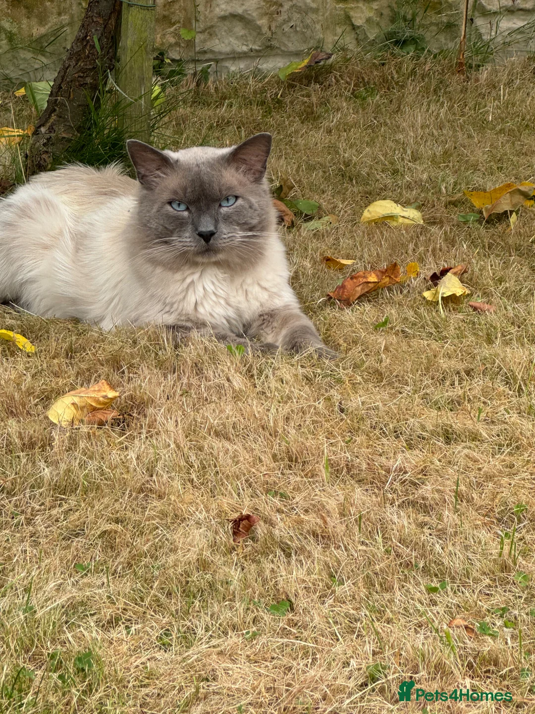 Ragdoll cats for sale: Ragdoll   - Advert 14