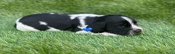Cocker Spaniel dogs for sale: Outstanding Cocker Spaniel Puppies - Advert 13