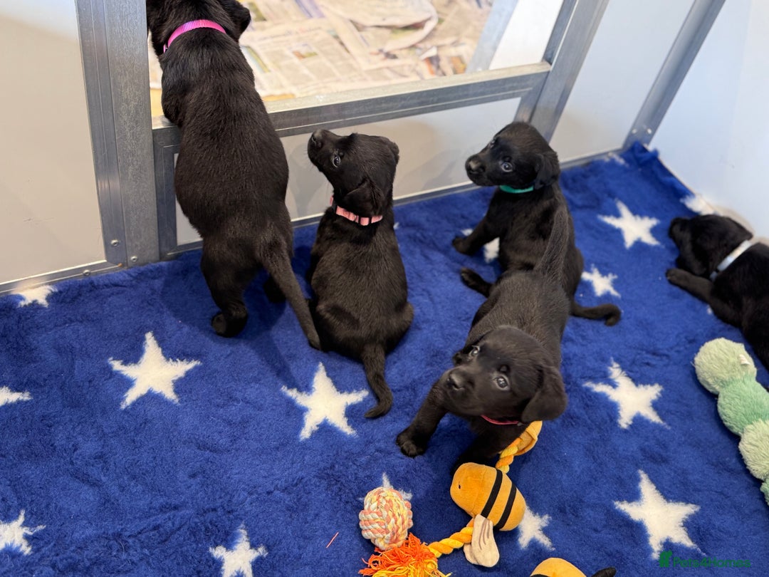 Labrador Retriever dogs for sale: Gorgeous KC Registered Labrador Retriever Puppies - Image 15