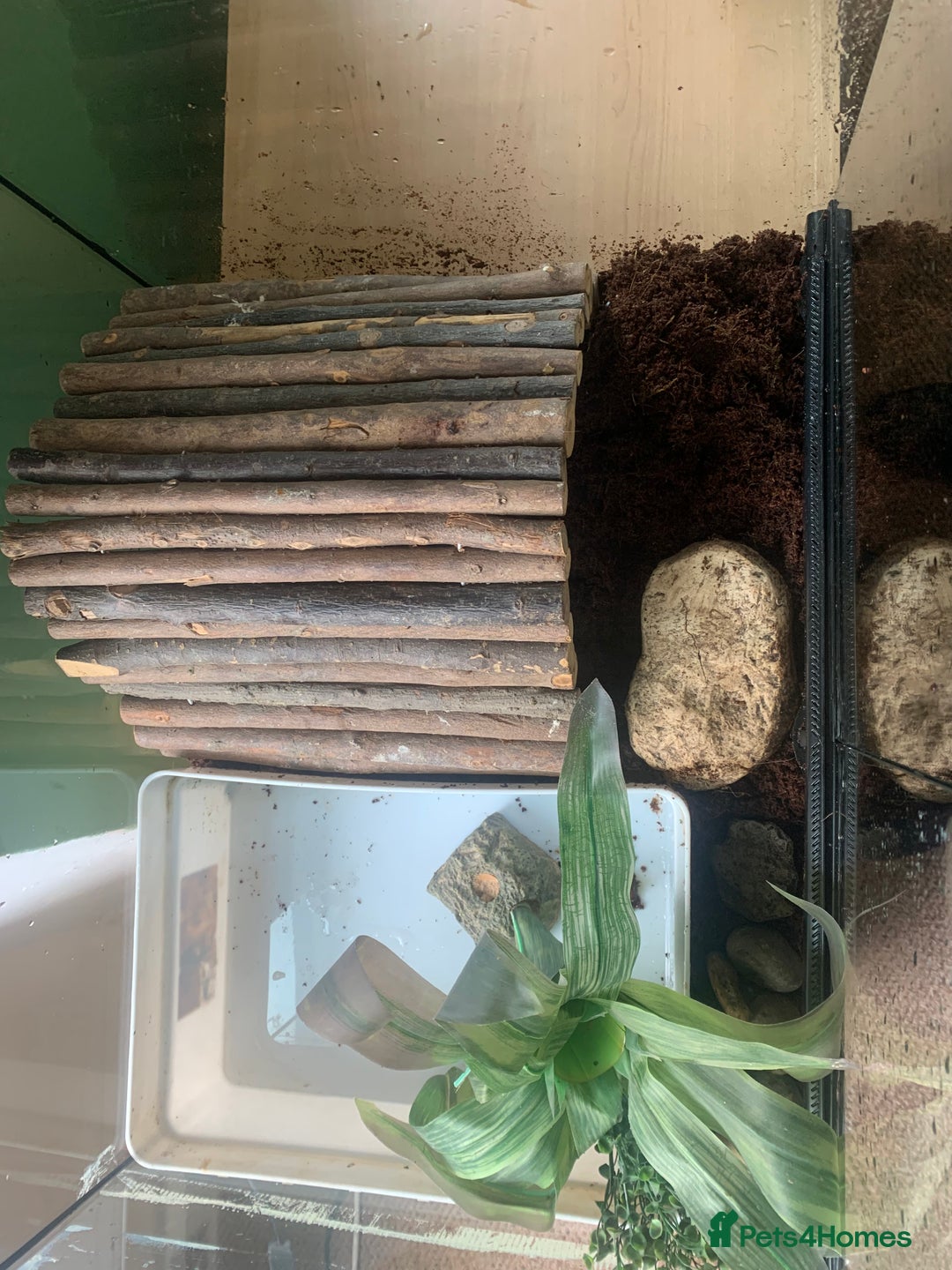 Frog reptiles for sale: Bull frog - Image 3