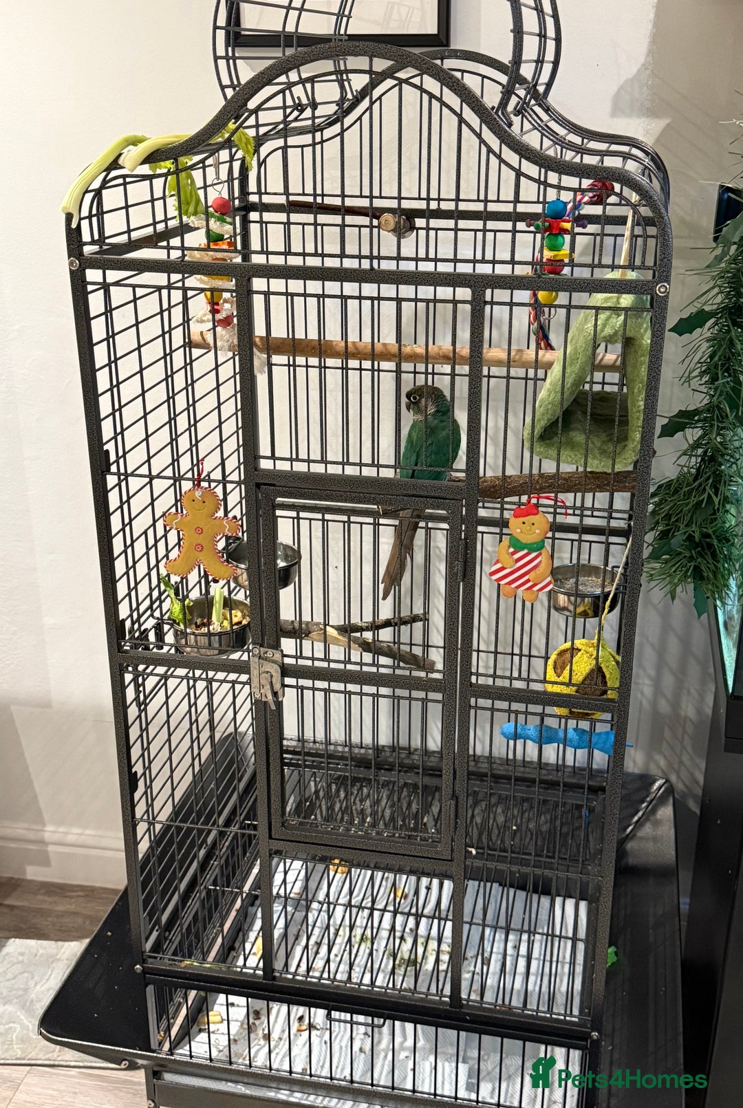 Conures birds for sale: Green cheeked conure - Advert 5