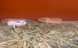 Guinea Pig rodents for sale: 2 Cali x Swiss boars  - Image 3