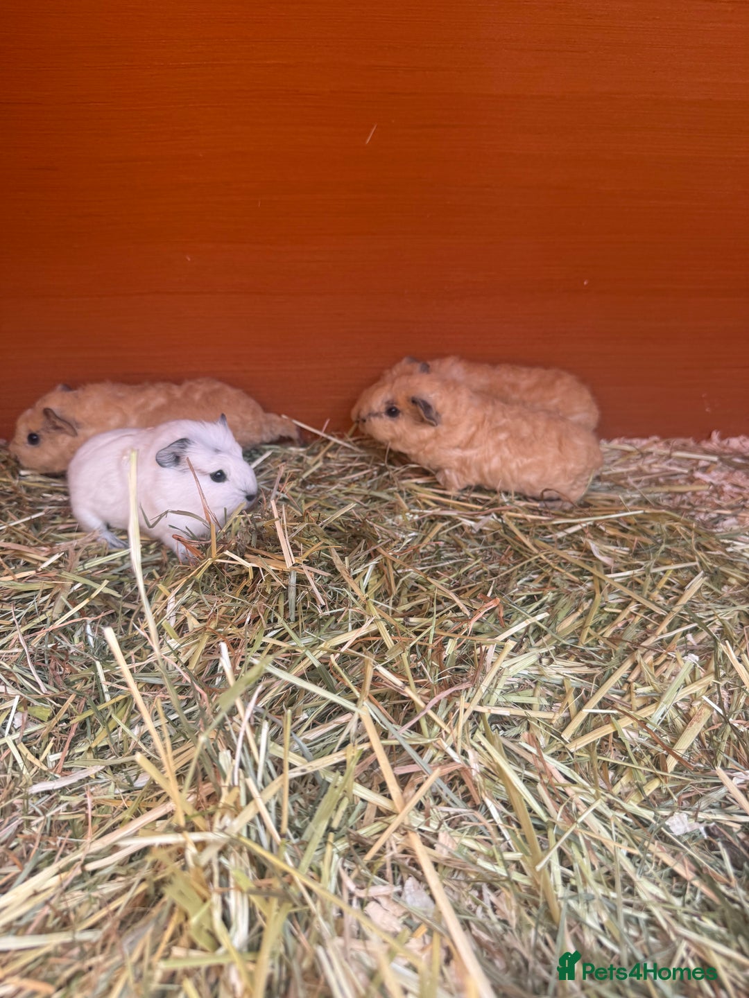 Guinea Pig rodents for sale: 2 Cali x Swiss boars  - Image 3