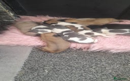 Whippet dogs for sale: Kc registered whippet pups  - Image 3