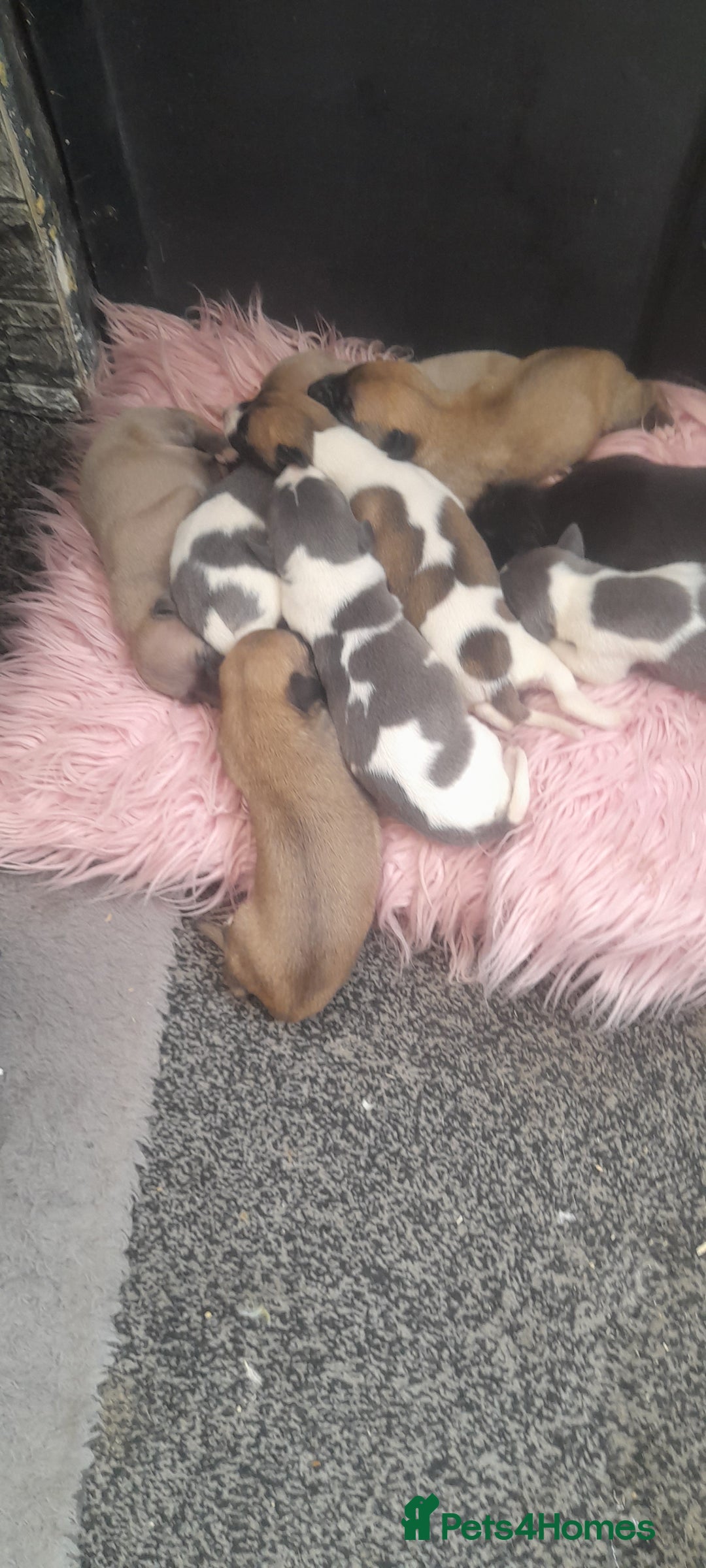 Whippet dogs for sale: Kc registered whippet pups  - Image 3