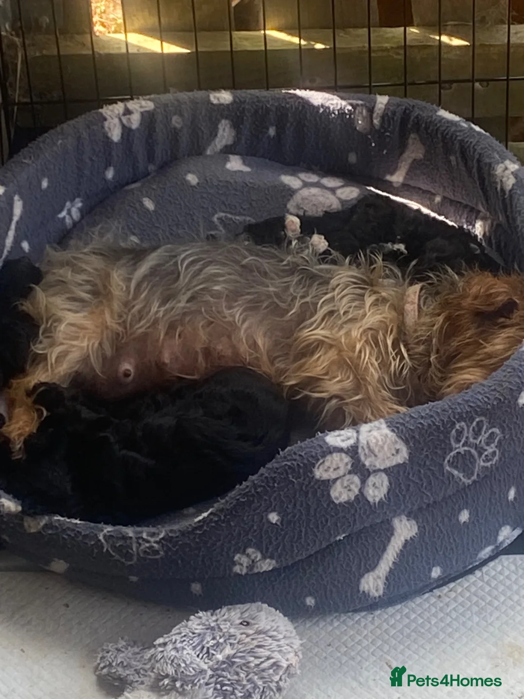 Yorkiepoo dogs for sale: Beautiful YORKIEPOO puppies - Advert 2