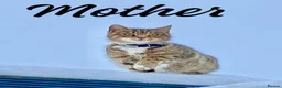 Mixed Breed cats for sale: 7 stunning kittens  - Advert 9
