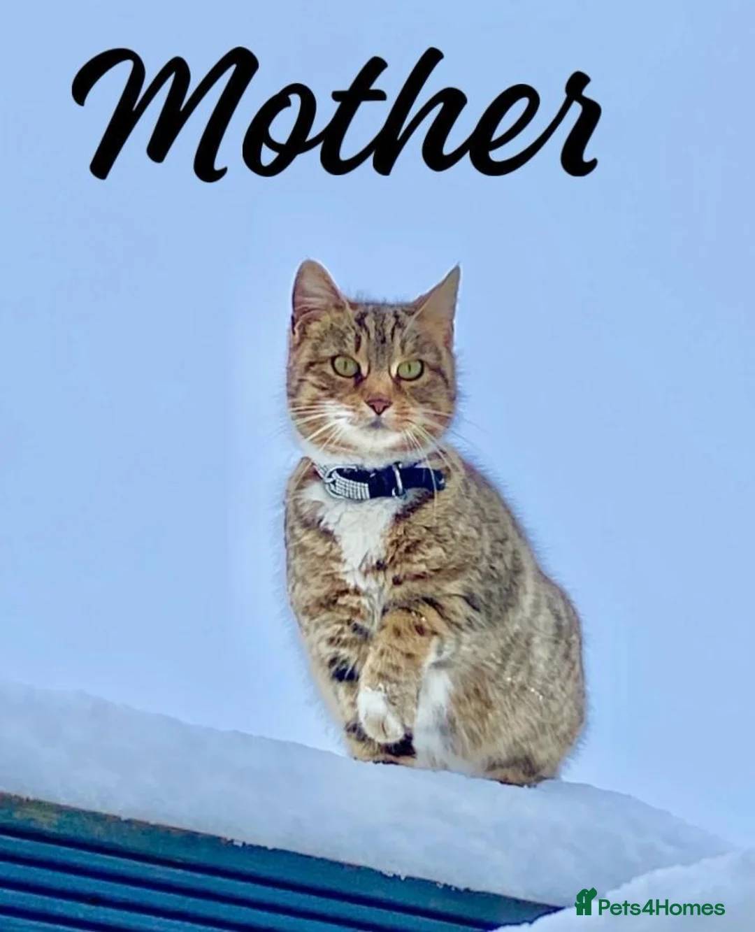 Mixed Breed cats for sale: 7 stunning kittens  - Advert 9