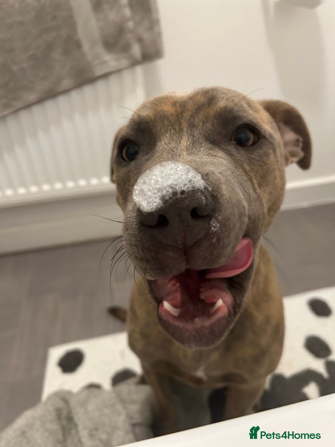Staffordshire Bull Terrier dogs for sale: 1 year old staffy for rehoming.  - Advert 7