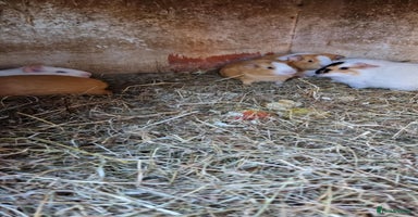 Guinea Pig rodents - Advert 8
