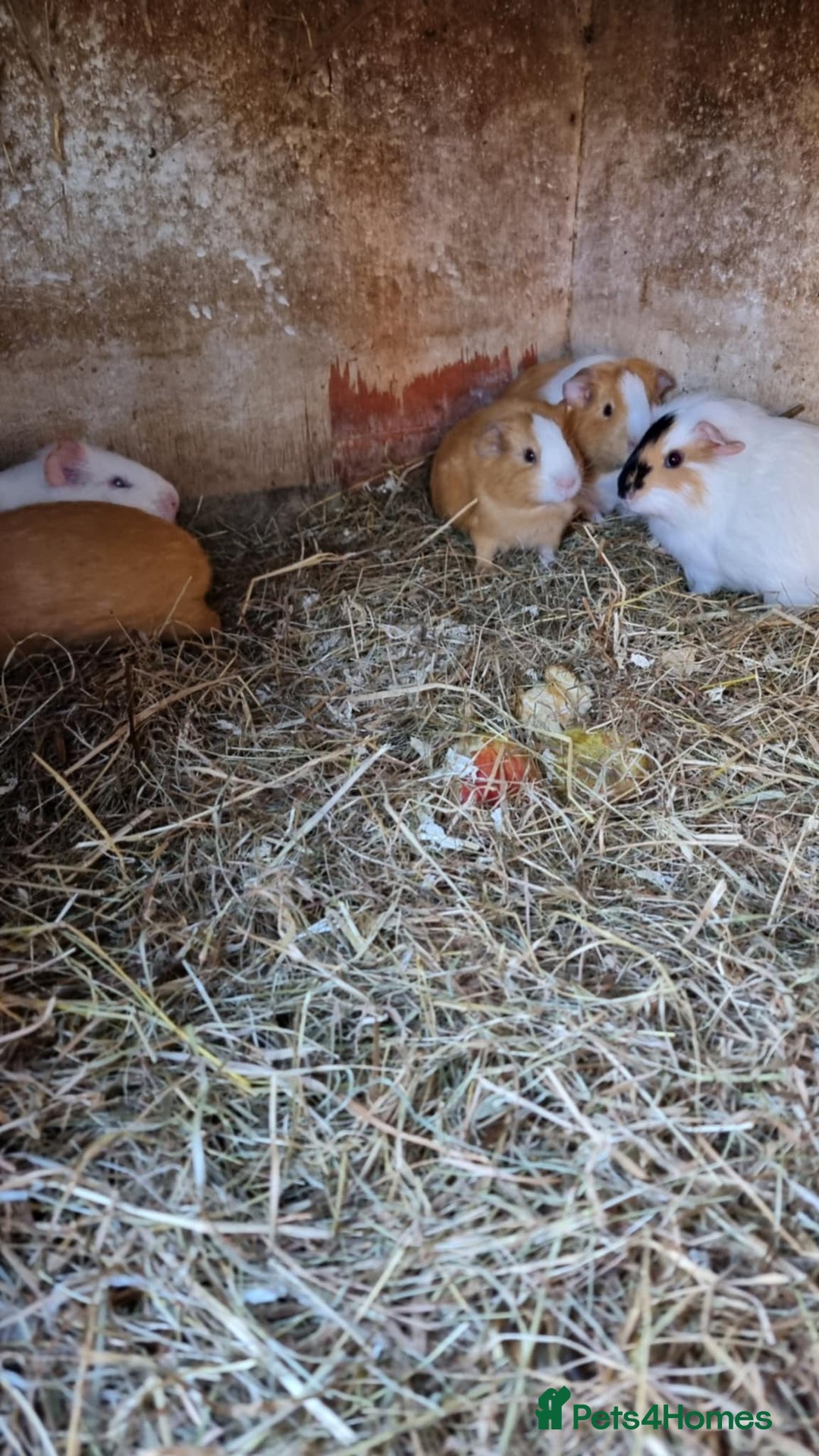 Guinea Pig rodents for sale: 8 week old + male guineapigs - Image 3