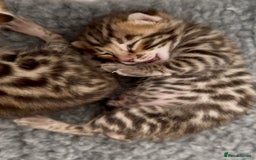 Bengal cats for sale: Exceptional show quality Brown TICA registered 🥰 - Image 9