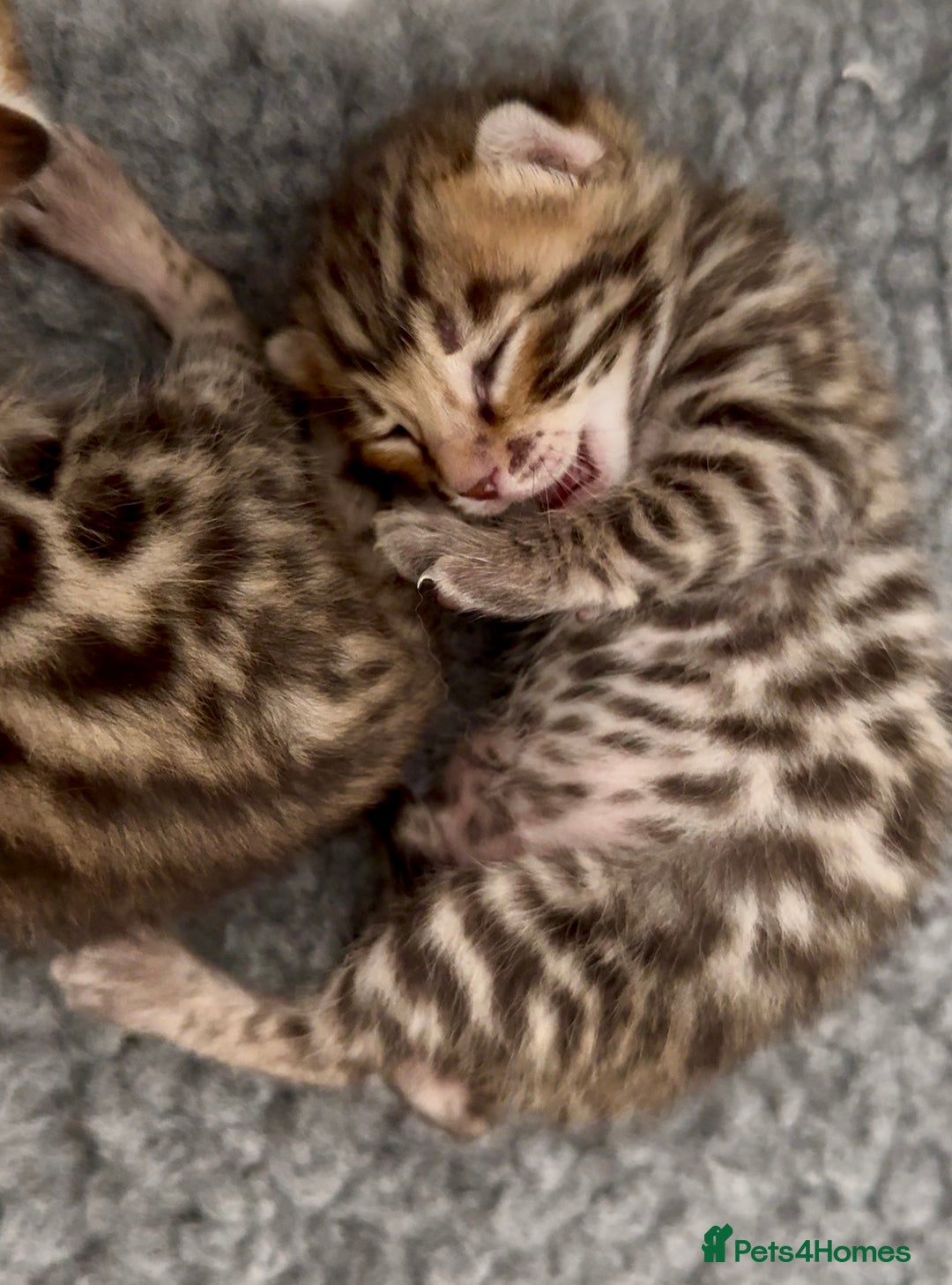 Bengal cats for sale: Exceptional show quality Brown TICA registered 🥰 - Image 9