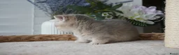 Munchkin cats for sale: ⚜️Rare munchkins⚜️ - Advert 17