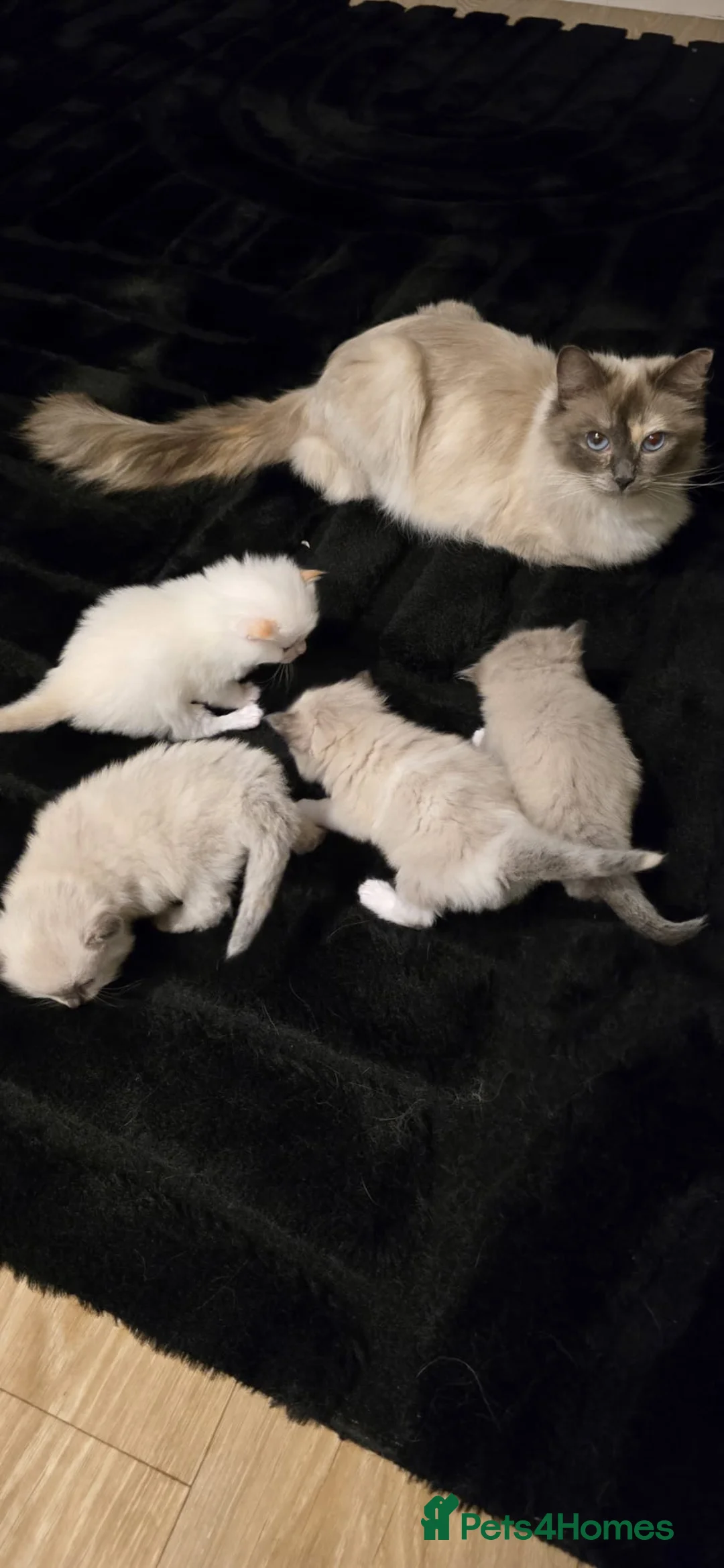 Ragdoll cats for sale: BEAUTIFUL RAGDOLLS X - Advert 2