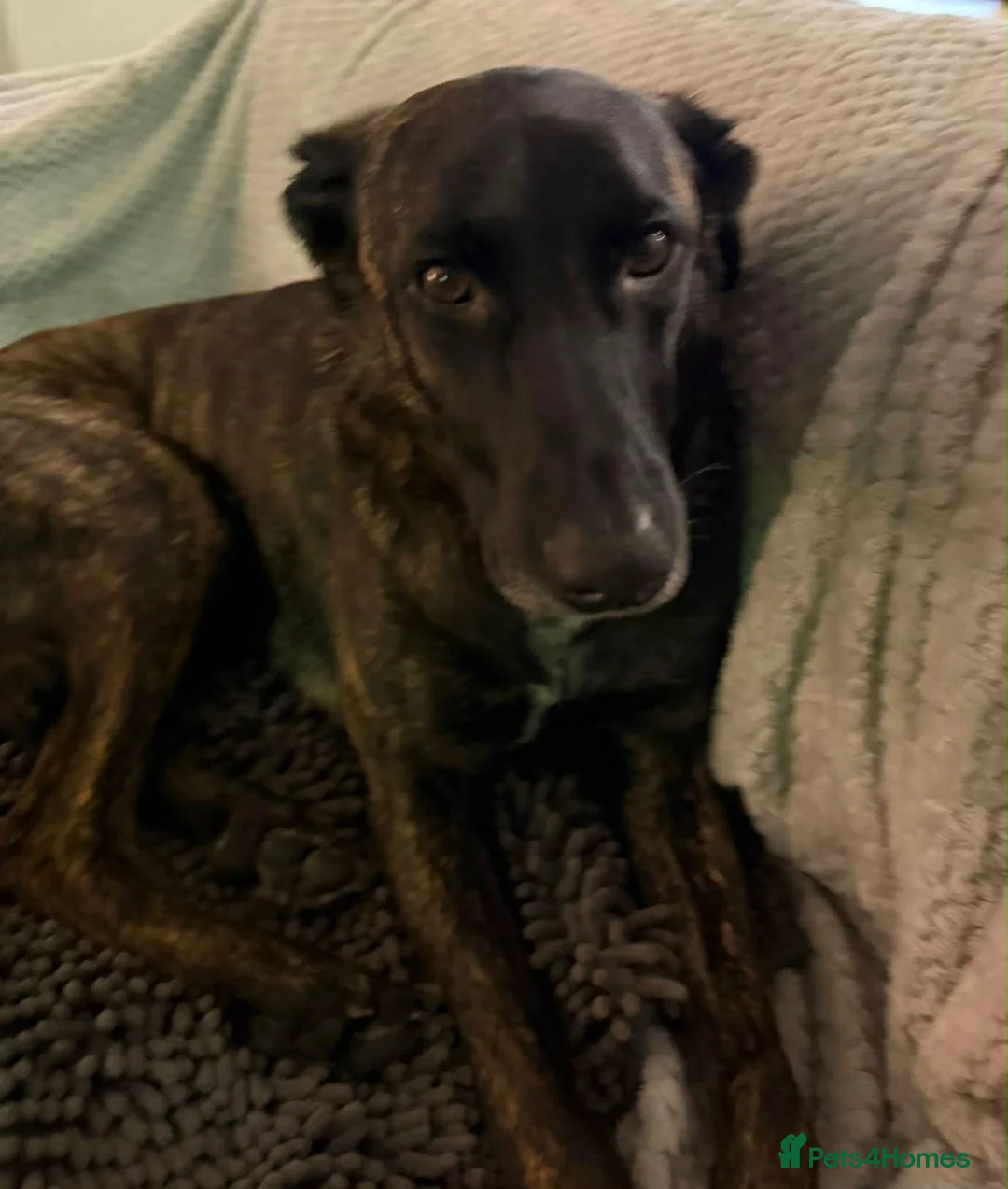 Mixed Breed dogs for adoption: Hux needs a forever home  - Advert 3