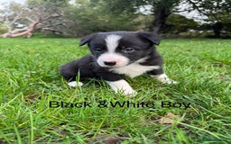 Border Collie dogs for sale: Pure Bred Border Collie Puppies For Sale - Image 8