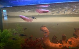 Bettas fish for sale: 25 gal tank + fish - Image 5