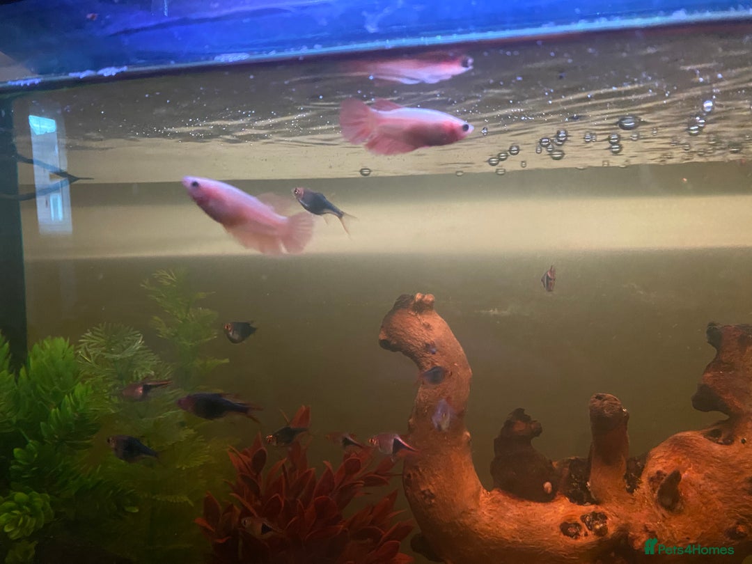 Bettas fish for sale: 25 gal tank + fish - Image 5