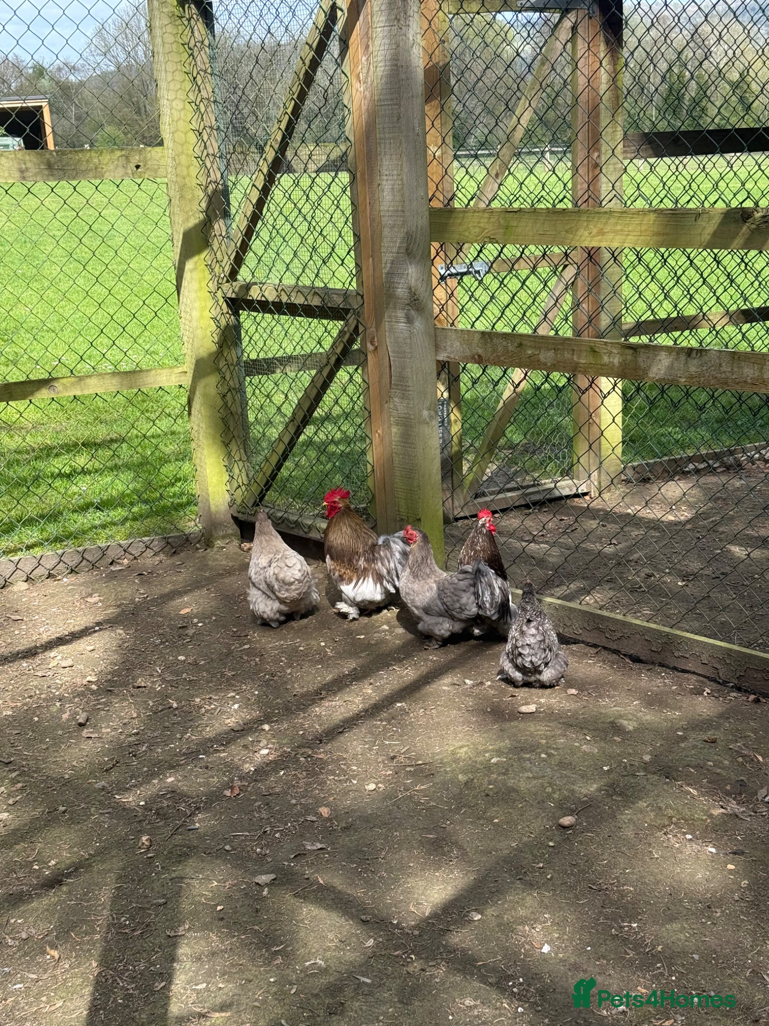 Chickens poultry Pekin bantams  - Advert 3