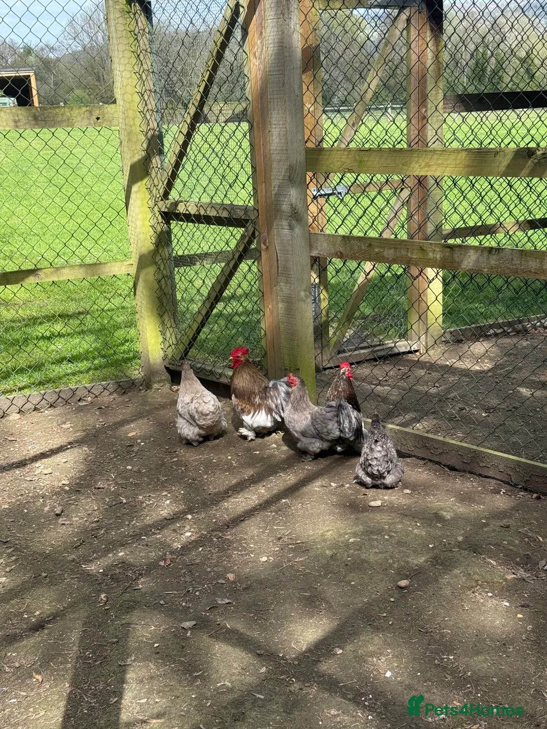 Chickens poultry for sale: Pekin bantams  in Sevenoaks - Advert 1