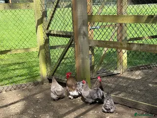 Chickens poultry Pekin bantams - Advert 1