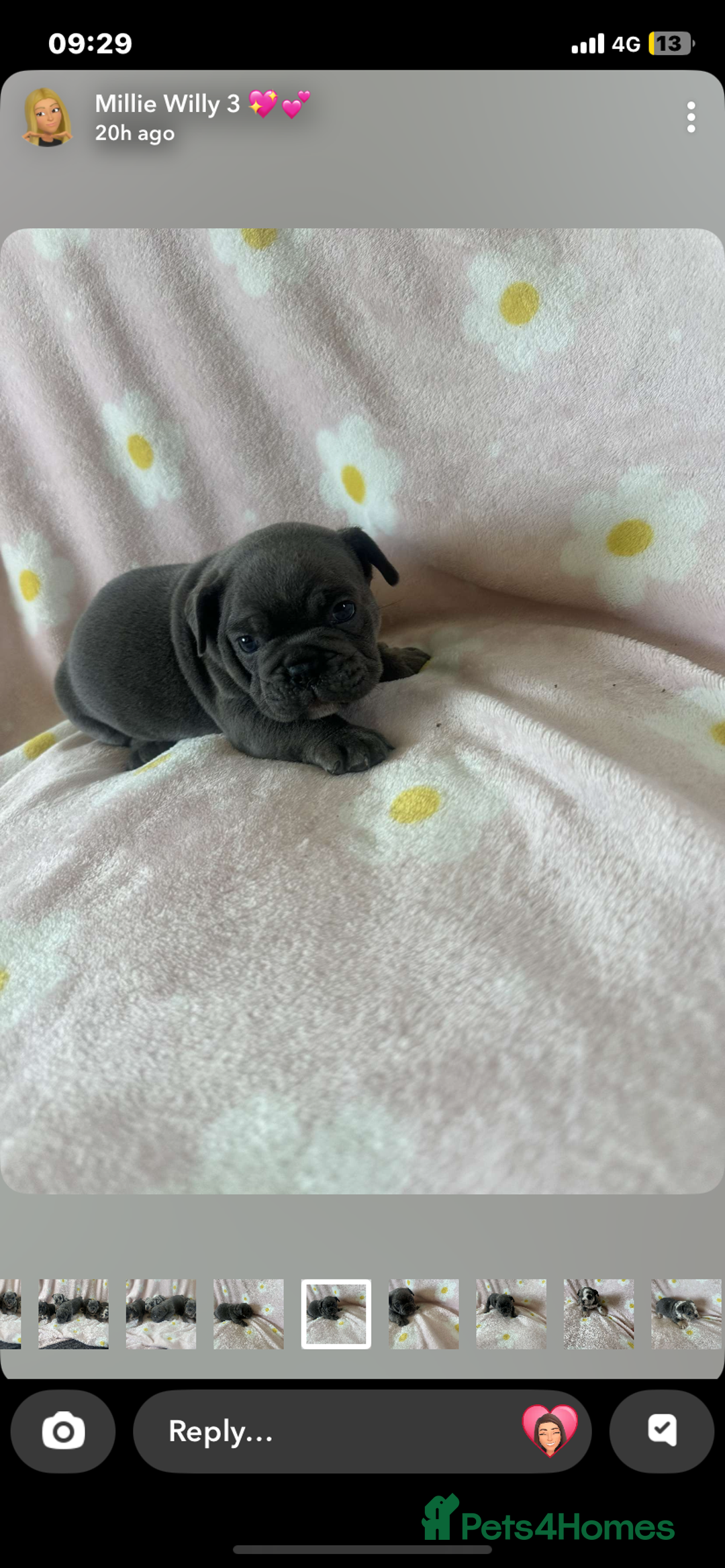 Mixed Breed dogs for sale: French bulldog cross British bulldog - Image 3