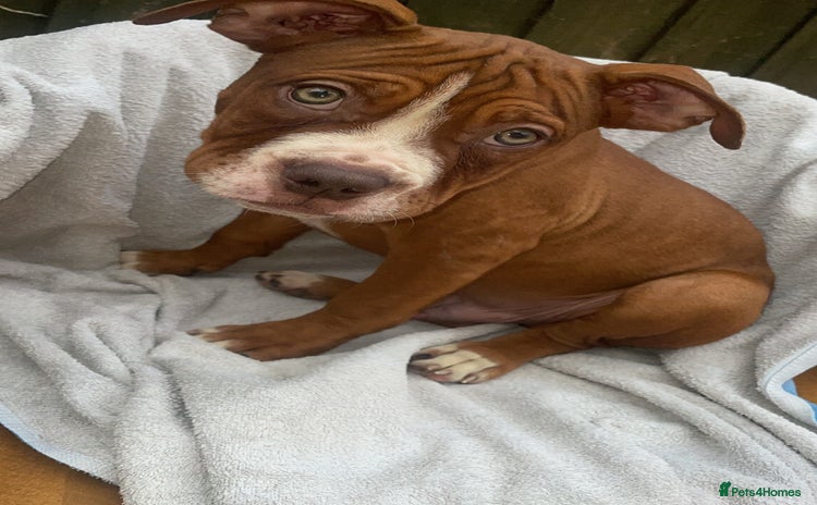 Mixed Breed dogs - Advert 1