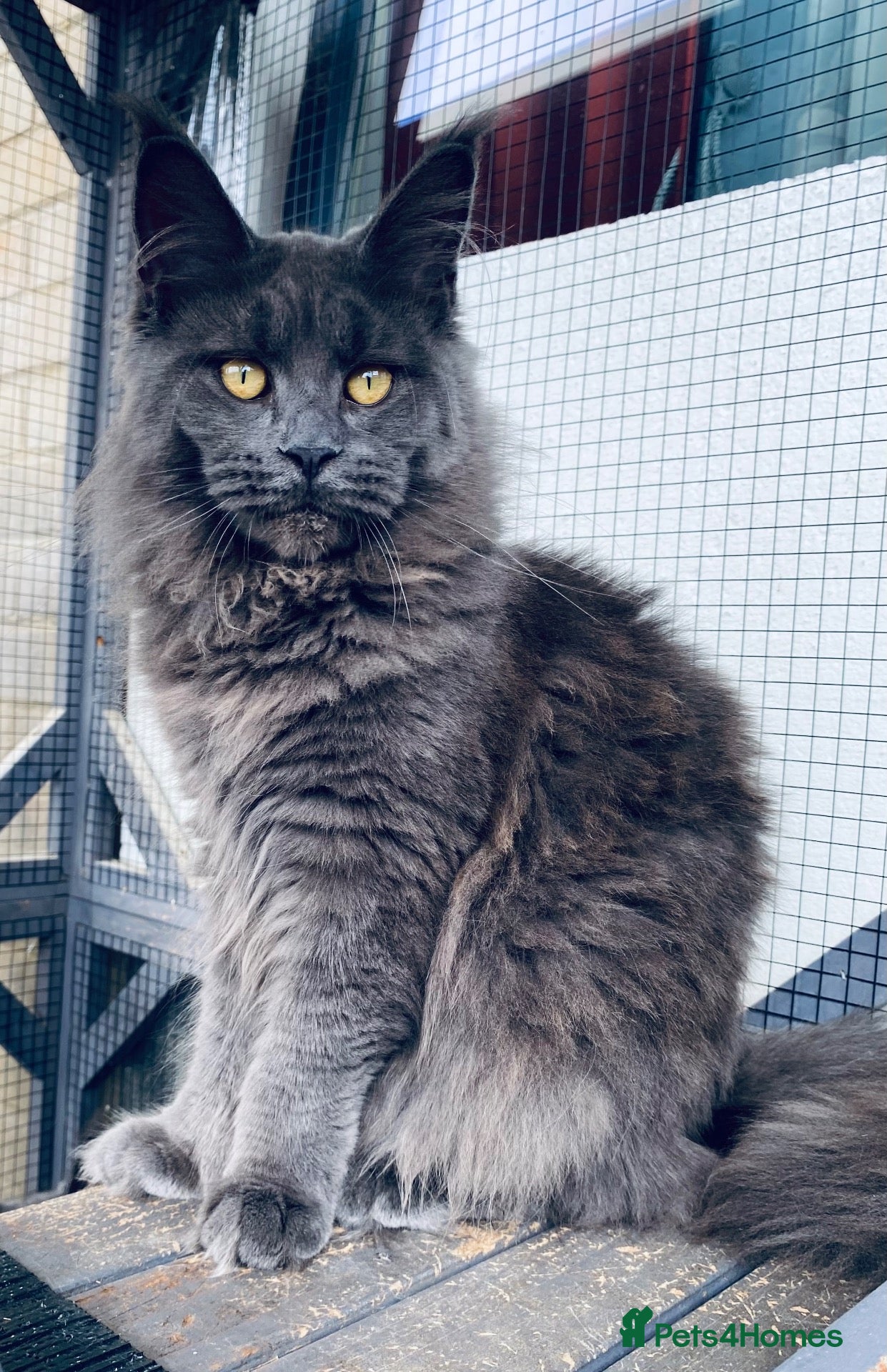 Maine Coon cats 💙*🦁*BLUE MAINE COON*💎*KITTENS*🦁*💙 - Advert 14