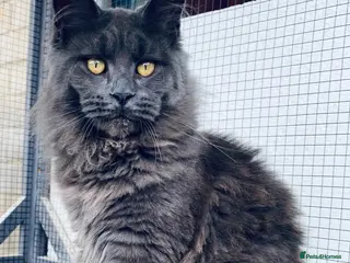 Maine Coon cats 💙*🦁*BLUE MAINE COON*💎*KITTENS*🦁*💙 - Advert 14
