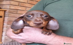 Miniature Dachshund dogs for sale: Gorgeous Mini Smooth Dachshunds Ready Now - Image 16