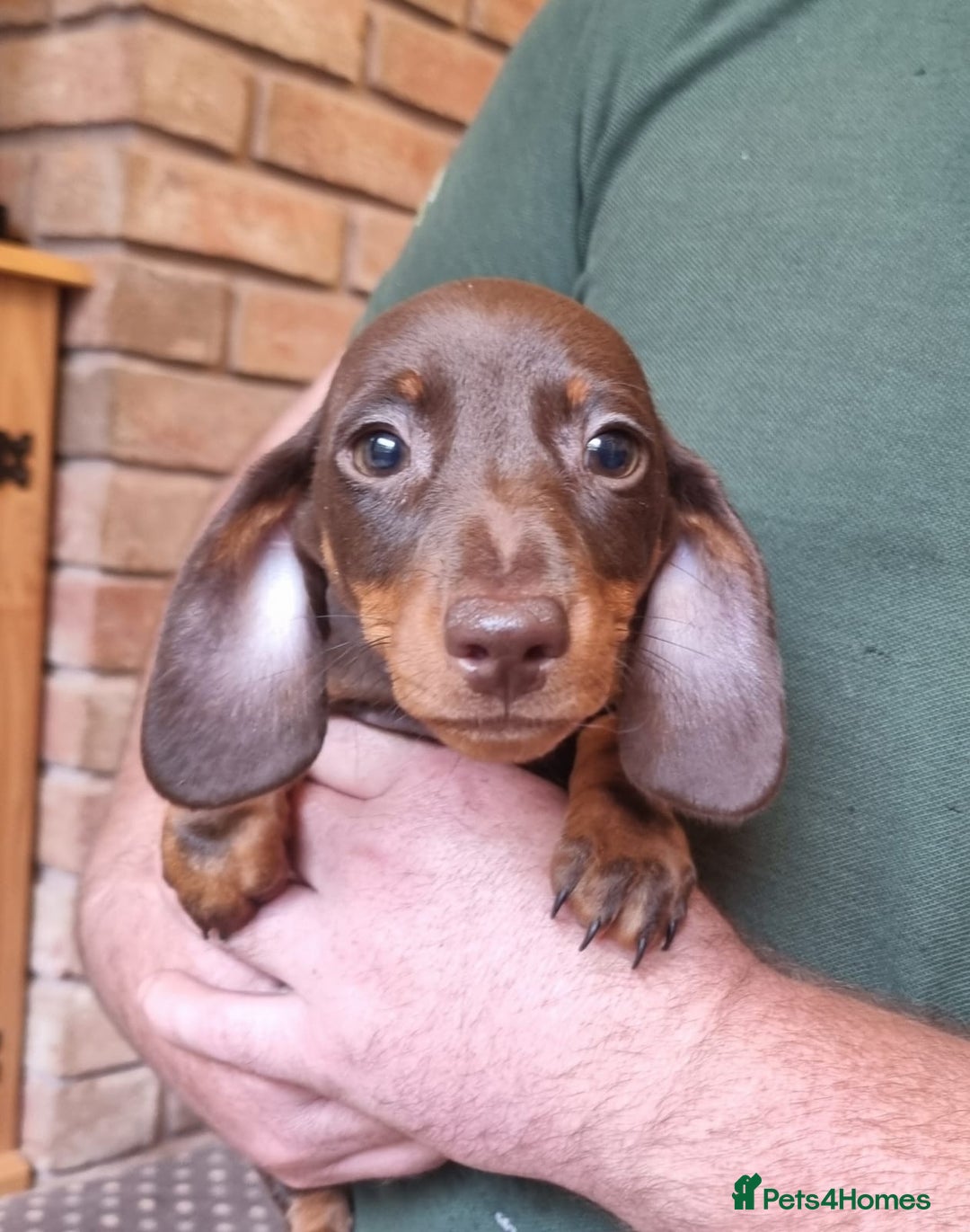 Miniature Dachshund dogs for sale: Gorgeous Mini Smooth Dachshunds Ready Now - Image 16