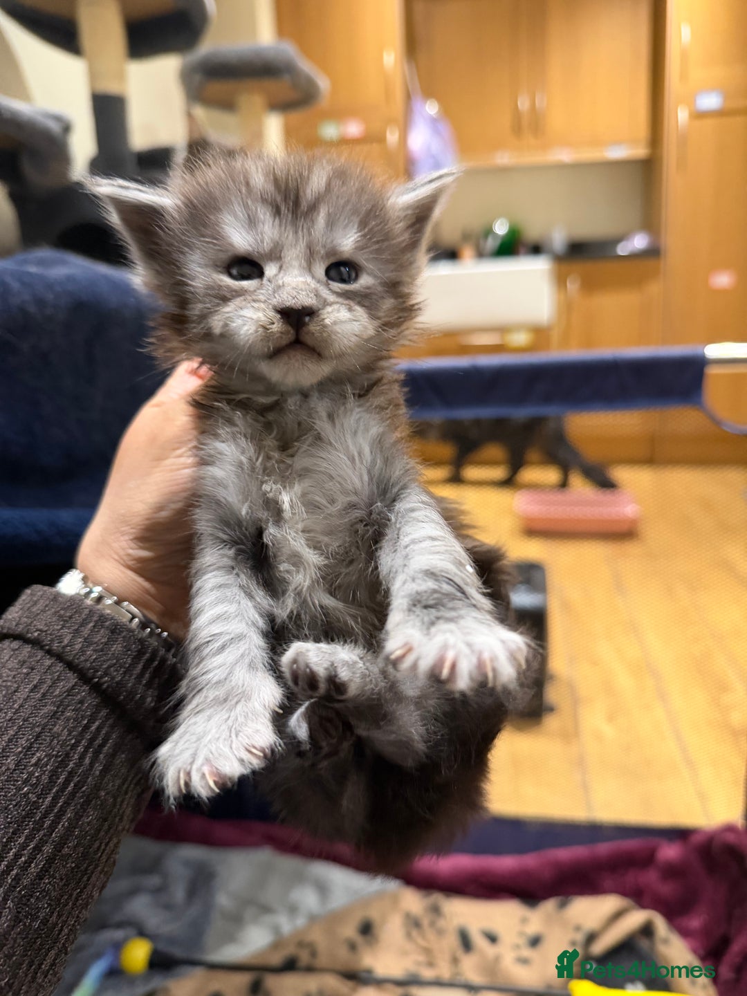 Maine Coon cats for sale: Majestic Purebred Maine Coon Kittens - TICA 🐾 - Advert 17