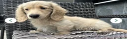 Miniature Dachshund dogs for stud: ⭐️⭐️👑👑 KING OF CREAMS 👑👑⭐️⭐️ - Advert 7