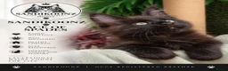 Maine Coon cats for sale: 7 x Stunning Maine Coon Kittens - Advert 8