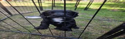 Cocker Spaniel dogs for sale: Working cocker spaniel puppies  in Tonbridge - Advert 3