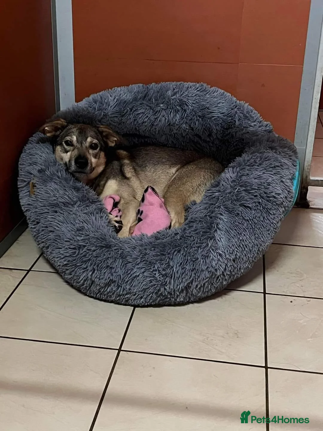 Mixed Breed dogs for adoption: Meet Archie, currently residing in Cheshire. in Nantwich - Advert 13