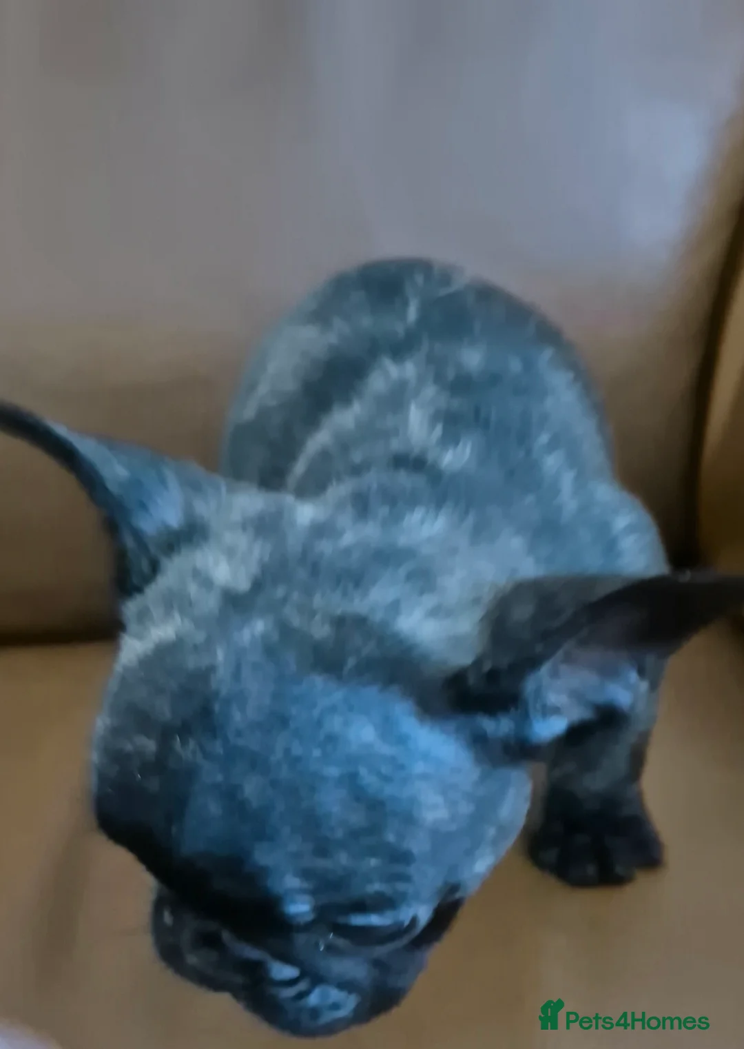 French Bulldog dogs for sale: Frenchie puppies ready to go - Advert 3